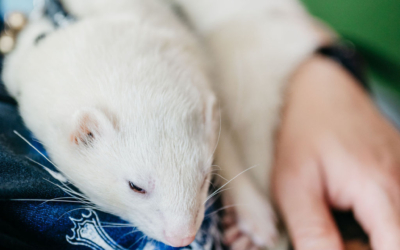 Settlers_Tavern_Food_OBJ887621 A white ferret is lying on a person's chest, which features a tattoo.