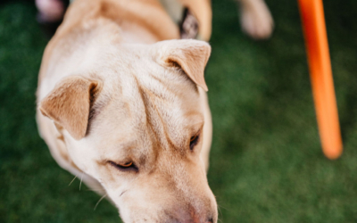 Settlers_Tavern_Food_OBJ887623 A tan dog with a harness stands on green grass near an orange chair.