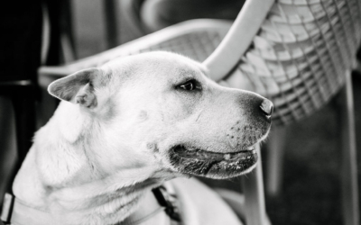 Settlers_Tavern_Food_OBJ887625 A dog sits beside a person on a chair at an outdoor setting.