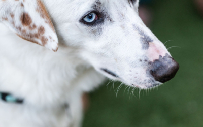 Settlers_Tavern_Food_OBJ887633 A white dog with one blue eye and one brown eye stands on grass, looking to the side.