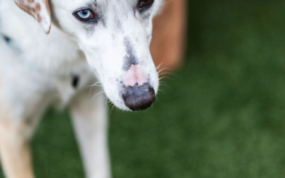 Settlers_Tavern_Food_OBJ887635 A white dog with black spots and blue eyes stands on green grass, gazing forward.