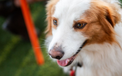 Settlers_Tavern_Food_OBJ887665 Close-up of a brown and white dog sitting on grass, with a person's legs visible in the background. The dog has its tongue out and appears to be looking to the side.