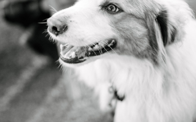 Settlers_Tavern_Food_OBJ887666 A black and white photo of a smiling dog sitting indoors, looking attentively to the side.