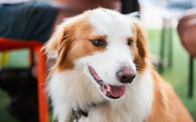 Settlers_Tavern_Food_OBJ887668 Brown and white dog sitting near a table with people and glasses of beer in the background.