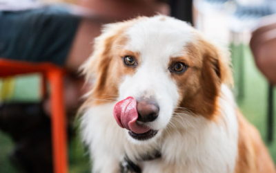 Settlers_Tavern_Food_OBJ887669 A brown and white dog sits in front of a table with blurred people in the background, licking its nose.